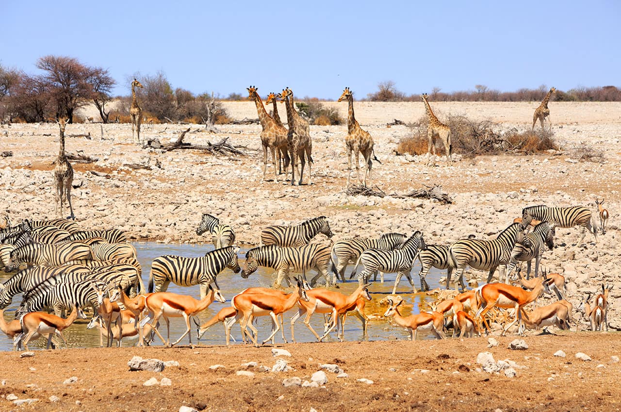 Parque nacional de Etosha